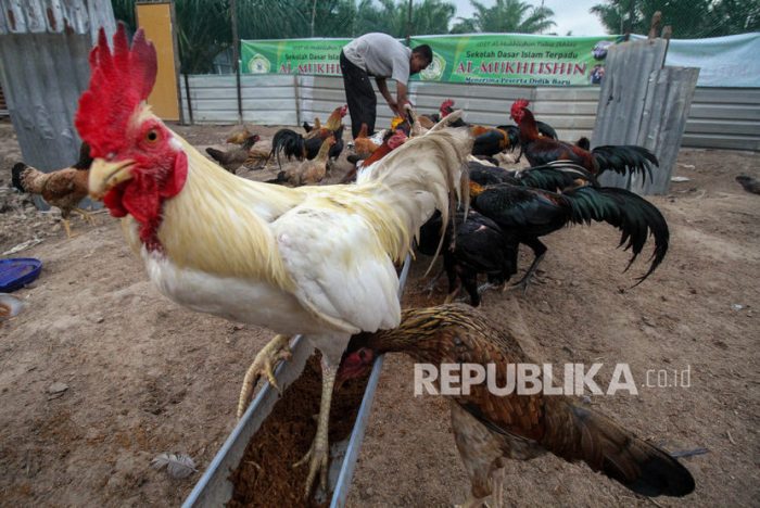 Ayam ternak di Pucakwangi, Pati