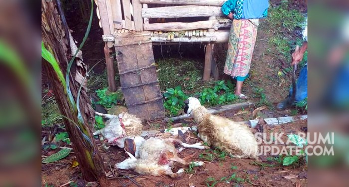 Kambing Mati Terkoyak di Cisolok Sukabumi, Pemilik Ternak: Ini Kejadian ... Susu kambing di Cisolok, Sukabumi