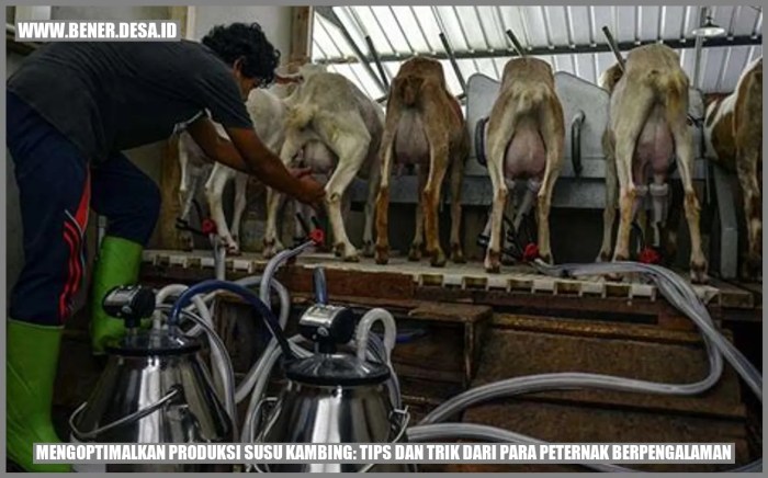 Jual Susu Kambing Etawa Plus Bidara Dan Kelor Isi 500gr di Seller Abdi ... Susu kambing di Keling, Jepara