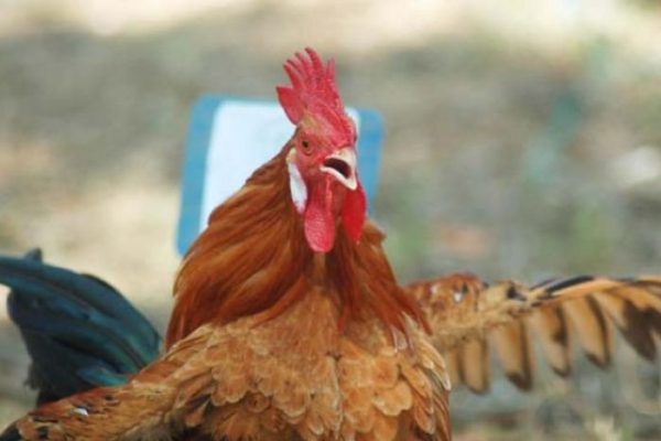 Ayam kampung akan jadi produk unggulan di Kabupaten Tulangbawang Barat ...