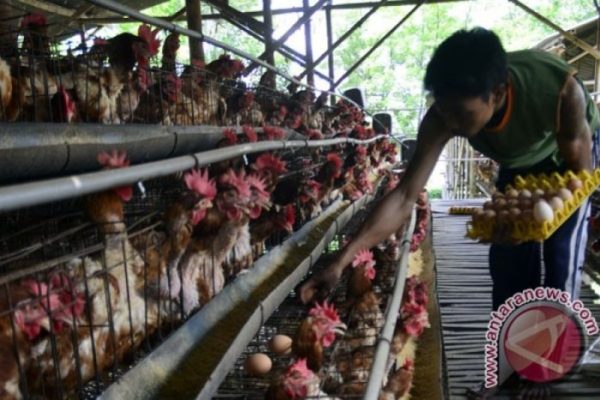 Ternak ayam petelur di Pahunga Lodu, Sumba Timur
