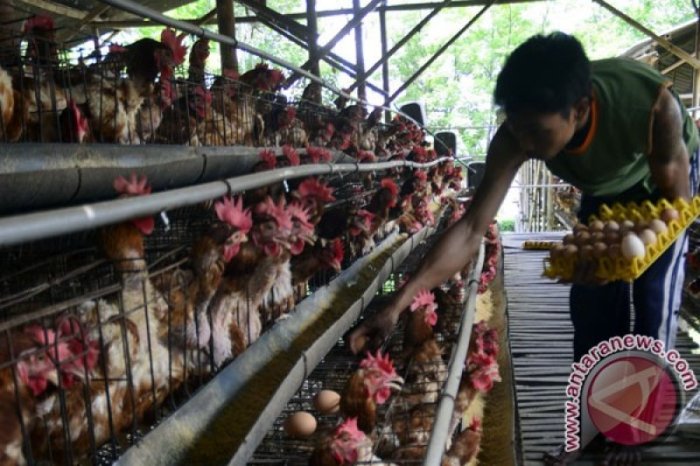 Harvest Papua putarkan lagu untuk hibur 23.000 ayam petelur - ANTARA News Ternak ayam petelur di Pahunga Lodu, Sumba Timur