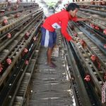 Ternak ayam petelur di Lasalepa, Muna