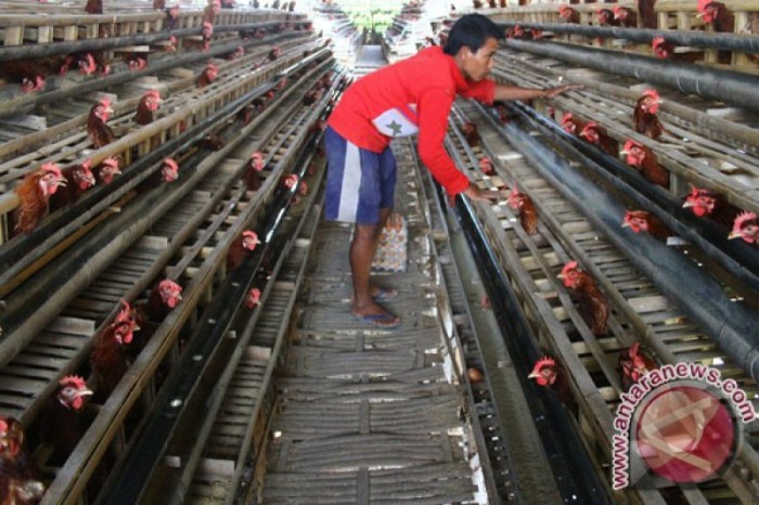 Ternak ayam petelur di Mandau Talawang, Kapuas