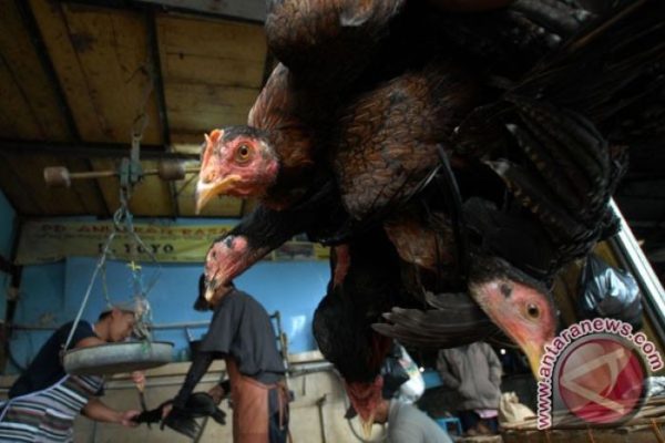 Harga ayam kampung potong di Tukdana, Indramayu