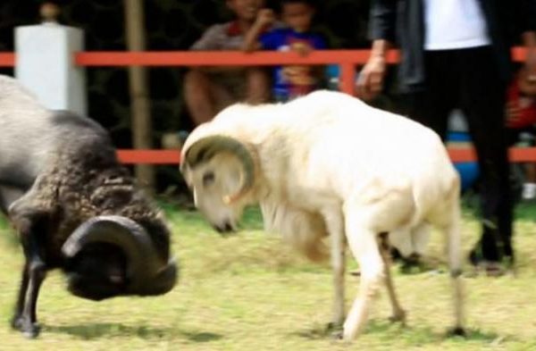 Daging kambing di Balubur Limbangan, Garut