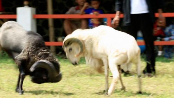 Daging kambing di Balubur Limbangan, Garut