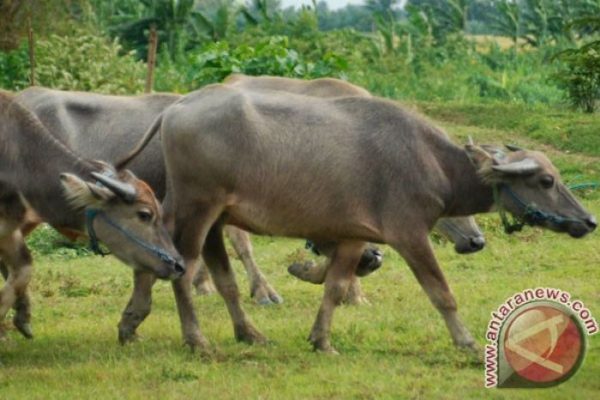 Daun penggemuk ayam di Cibeber, Kab. Lebak