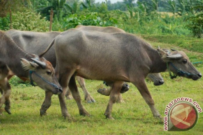 Daun penggemuk ayam di Cibeber, Kab. Lebak