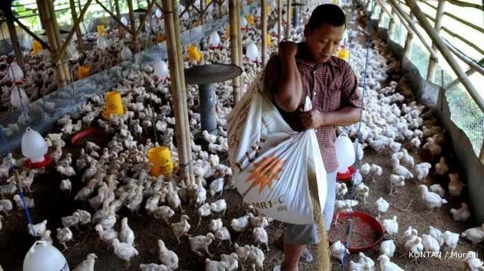 Ternak ayam kampung di kebun getah - Utusan Malaysia Ternak ayam kampung di kebun getah - Utusan Malaysia