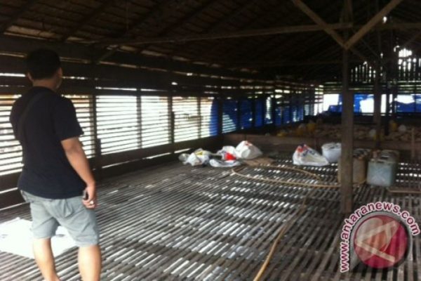 Dibantu KUR, Peternak Ayam Petelur di Bali Mulai Bangkit