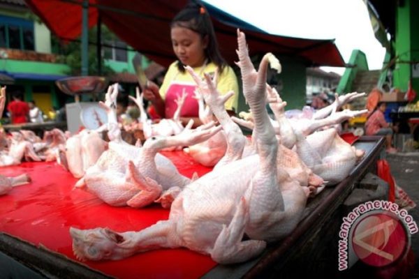 Harga ayam kampung potong di Teluk Betung Utara, Kota Bandar Lampung