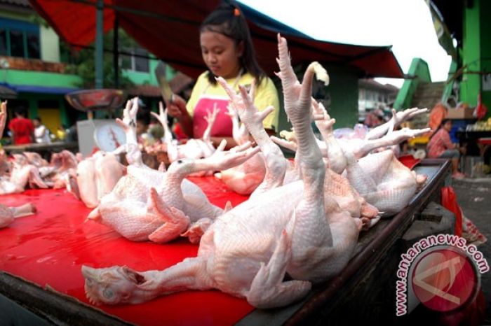 Harga ayam potong masih tinggi di Bogor - ANTARA News Harga ayam potong masih tinggi di Bogor - ANTARA News