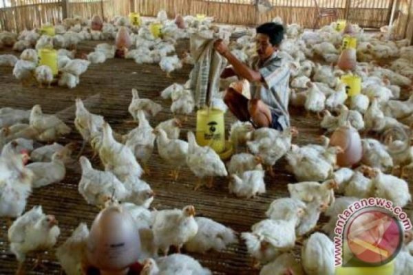 Jelang Akhir Tahun 2023, Harga Ayam Potong di Pasar Ciputat Melonjak ...