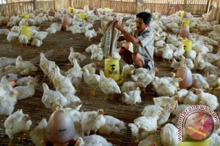√ Contoh Proposal Budidaya Ayam Petelur (Download PDF) Budidaya ayam di Pagai Selatan, Kabupaten Kepulauan Mentawai