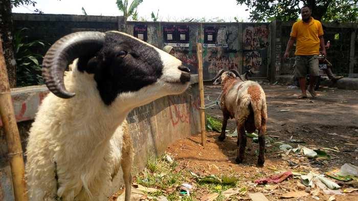 Daging kambing di Bogor Barat, Kota Bogor