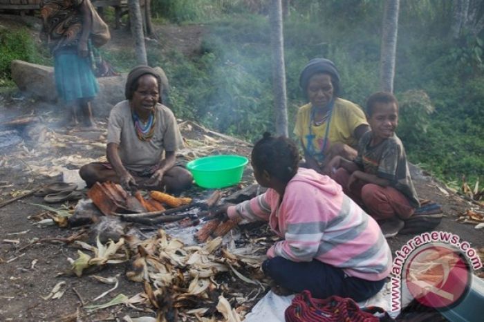 Daun penggemuk ayam di Tiom, Kab. Lanny Jaya