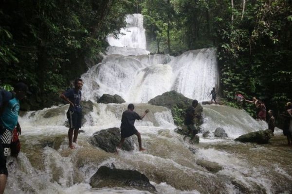 Daun penggemuk ayam di Miyah Selatan, Kab. Tambrauw