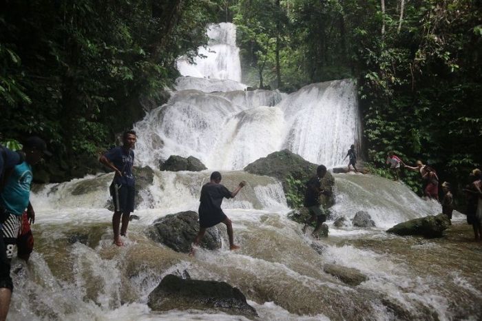 Daun penggemuk ayam di Miyah Selatan, Kab. Tambrauw