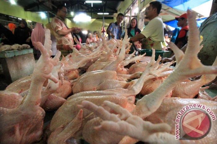 Harga daging ayam potong meningkat | ANTARA Foto Harga daging ayam potong meningkat | ANTARA Foto