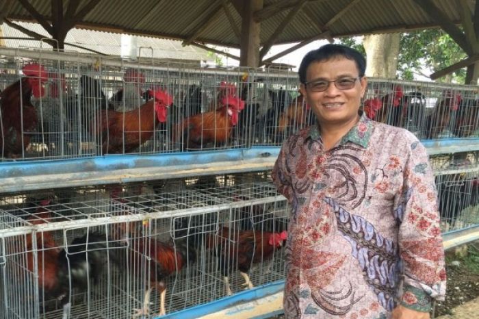 Ayam Ternak di Talun, Blitar