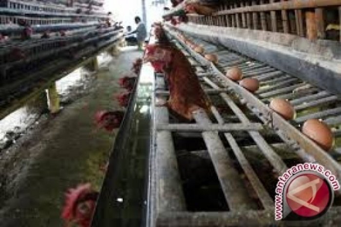 Kementan Bantu Bibit Ayam Petelur di Sultra - ANTARA News Sulawesi Tenggara Kementan Bantu Bibit Ayam Petelur di Sultra - ANTARA News Sulawesi Tenggara