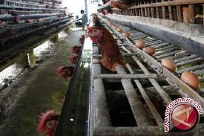 Ternak ayam petelur di Baebunta Selatan, Luwu Utara