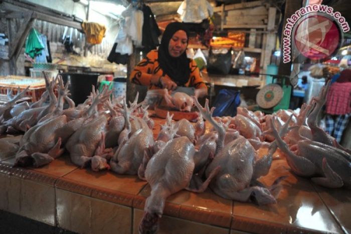 FOTO: Harga Ayam Kampung Tembus Rp350 Ribu per Ekor Jelang Idul Adha 1442 H FOTO: Harga Ayam Kampung Tembus Rp350 Ribu per Ekor Jelang Idul Adha 1442 H
