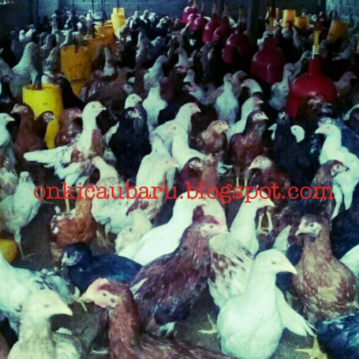 5 Keunggulan Ayam Jawa Super Atau Joper Untuk Peluang Usaha - HOBI TERNAK Budidaya ternak ayam di Jebres, Kota Surakarta