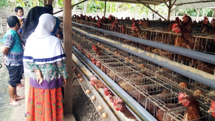 13 Jenis Ayam Petelur Unggul Yang Produktivitas Telurnya Tinggi HOBI TERNAK Ternak ayam petelur di Tojo, Tojo Una-una