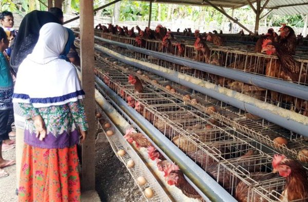 Panduan Cara Ternak Ayam Petelur, Mudah Untuk Pemula - Tugumalang.id