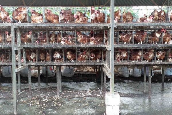Ternak ayam petelur di Wundulako, Kolaka