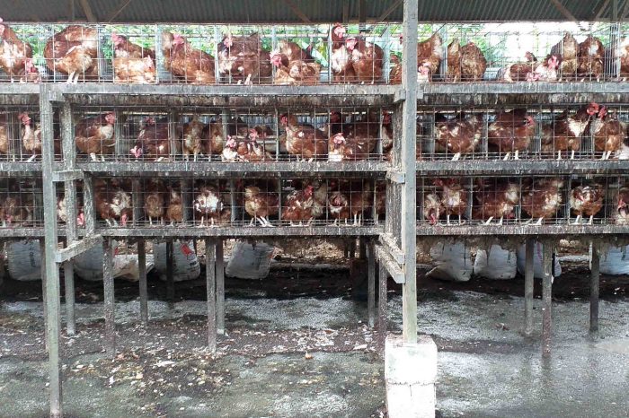 Ternak ayam petelur di Wundulako, Kolaka