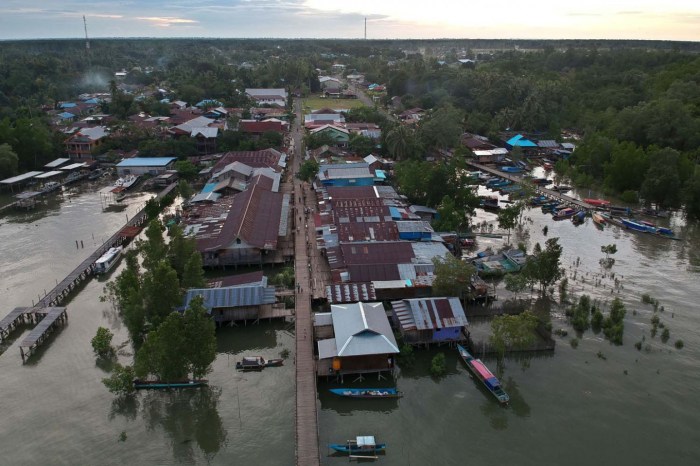 Setelah PUSS Oleh KPU Teluk Bintuni, Terbukti Adanya Penggelembungan ... Daun penggemuk ayam di Weriagar, Kab. Teluk Bintuni
