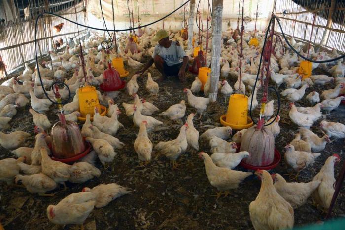Pasokan Ayam Hidup Berkurang, Harga di Tingkat Peternak Berangsur Naik ... Ayam ternak di Gunung Tuleh, Kabupaten Pasaman Barat
