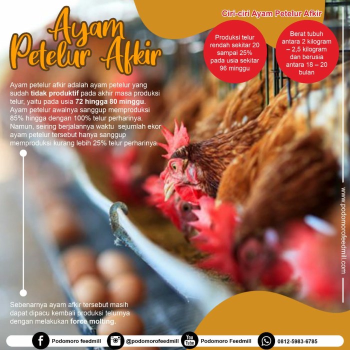 Harga Daging Ayam di Pasar Cianjur Naik, Pedagang Bingung Harga Daging Ayam di Pasar Cianjur Naik, Pedagang Bingung