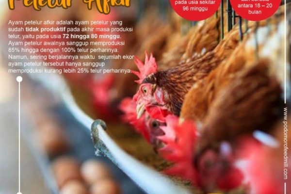 Jual Ayam Merah Fresh Rijek 45rb Per Ekor Masih Lgkap Jeroan/ayam Merah ...