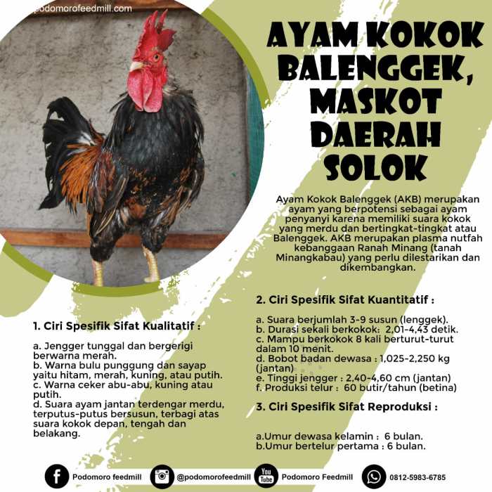 Ayam ternak di Lembah Gumanti, Kabupaten Solok
