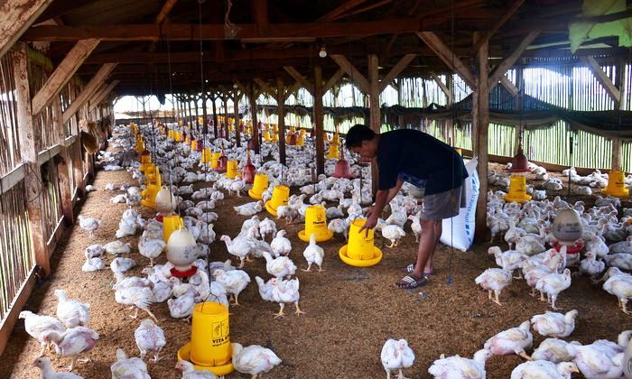 Peternakan ayam di Bali seperti di luar negeri - YouTube Ayam Ternak di Aramo, Nias Selatan