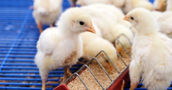 Membuat Kandang Ayam Kampung Sistem Umbaran - Bisnis Ayam Kampung