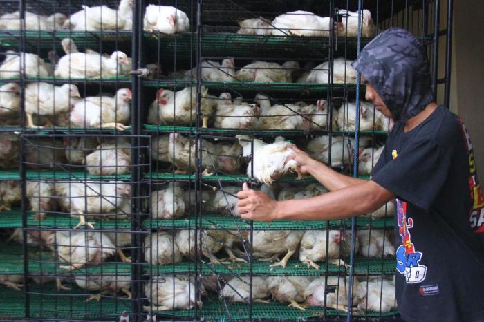 Budidaya ternak ayam di Pasar Kliwon, Kota Surakarta