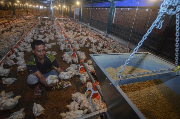 Budidaya ternak ayam di Wanareja, Cilacap