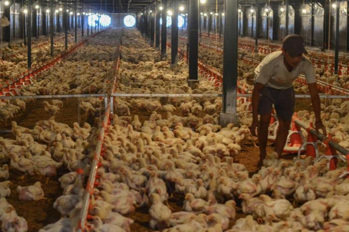 Ternak ayam pedaging di Bunga Mas, Bengkulu Selatan
