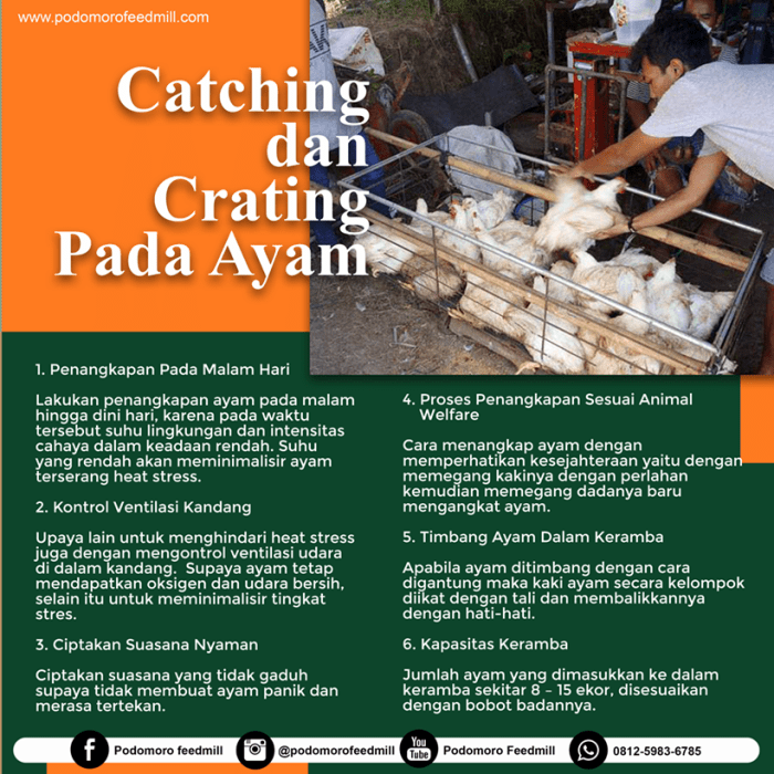 Ayam afkir di Karangkancana, Kuningan