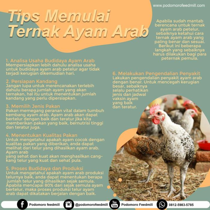 Ayam Petelur Afkir, Podomoro Poultry Equipment Ayam Petelur Afkir, Podomoro Poultry Equipment