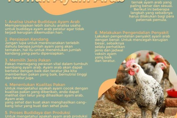 Ayam afkir di Cicurug, Sukabumi