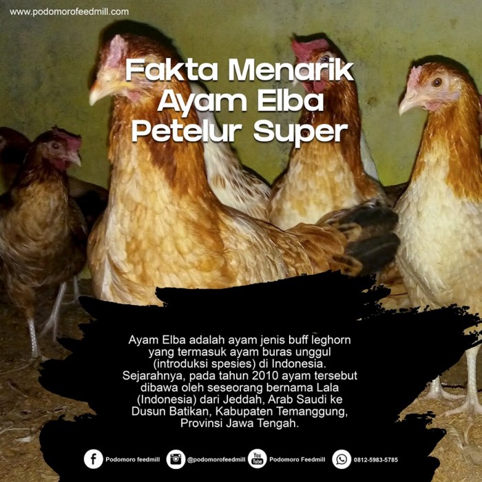 Fakta Menarik Tentang Ayam Elba Si Ayam Petelur Super - HOBI TERNAK Ayam elba kampung petelur super di Ngimbang, Lamongan