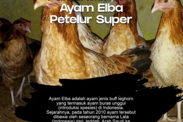 Ayam elba kampung petelur super di Rejotangan, Tulungagung