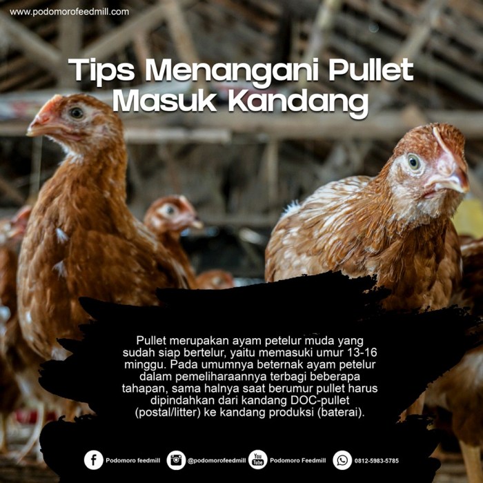 Ternyata Penting, Proses Potong Paruh Pada Ayam Petelur HOBI TERNAK Ternyata Penting, Proses Potong Paruh Pada Ayam Petelur HOBI TERNAK