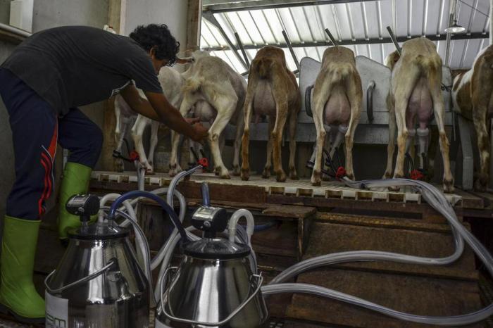 Susu kambing di Krucil, Probolinggo